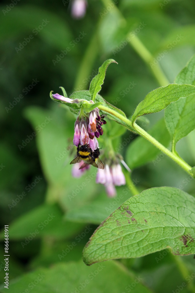 Closeup of Bumble bees on Common Comfrey flowers, North Yorkshire England
Closeup of Bumble bees on Common Comfrey flowers, North Yorkshire England