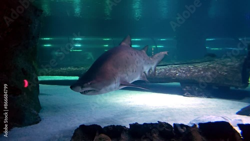 Giant shark swimming in an aquarium