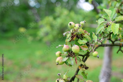 A farmer examines an apple tree with diseased and damaged leaves.  Gardening.