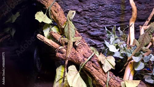 green snake standing motionless on a branch waiting for its prey to pass by