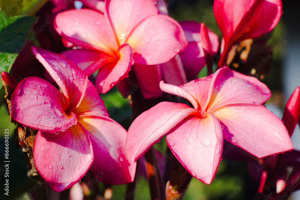 Plumeria also known as frangipani is a genus of flowering plants Plumeria also known as frangipani is a genus of flowering plants