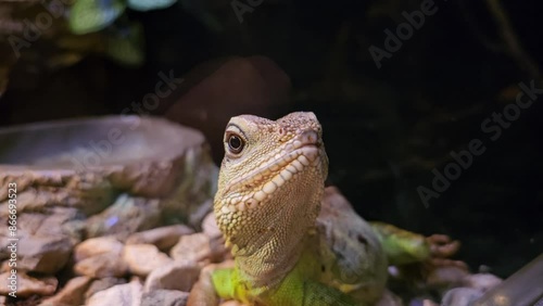 green snake standing motionless on a branch waiting for its prey to pass by