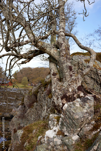 April springtime and these bare trees wait for the warmth. of summer on the coast of Glenuig Bay, Scotland photo