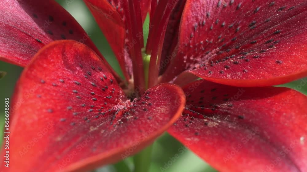 beautiful deep red lily flower blooming in garden. extreme macro beautiful deep red lily flower blooming in garden. extreme macro