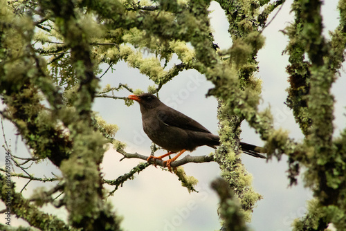 great thrush on a branch