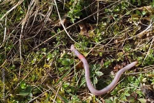 Regenwurm auf Rasen