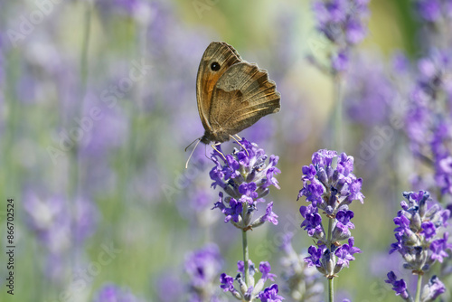 Meadow brown (maniola jurtina) butterfly perched on lavender in Zurich, Switzerland