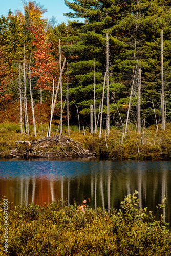 Changing autumn colors reflecting off the small bog lake in Vilas County, northern Wisconsin, with a beaver lodge near the far shore photo