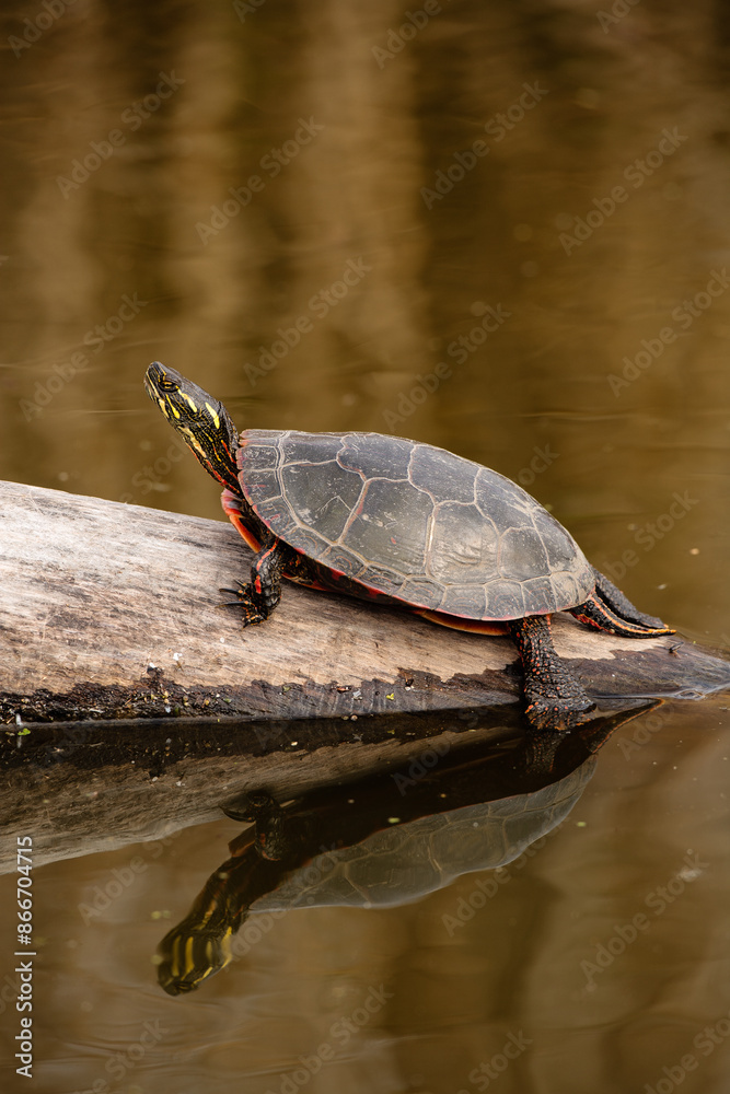 Obraz premium Mirror-image single turtle, basking in late autumn sunshine, in Horicon National Wildlife Refuge, Waupun, Wisconsin