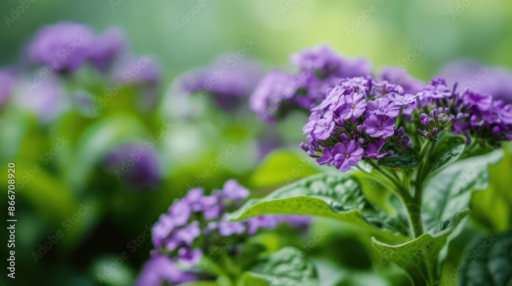 A conceptual image of a heliotrope plant with its fragrant purple flowers, ideal for a garden banner with space for copy A conceptual image of a heliotrope plant with its fragrant purple flowers, ideal for a garden banner with space for copy