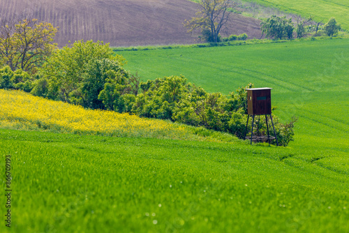 Beautiful green field that ripples and the sun shines on them. A landscape of waves called Moravian Tuscany in the Czech Republic.