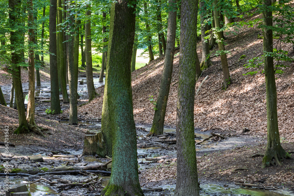 Obraz premium Forest landscape. Muddy path by water. Stream after rain.