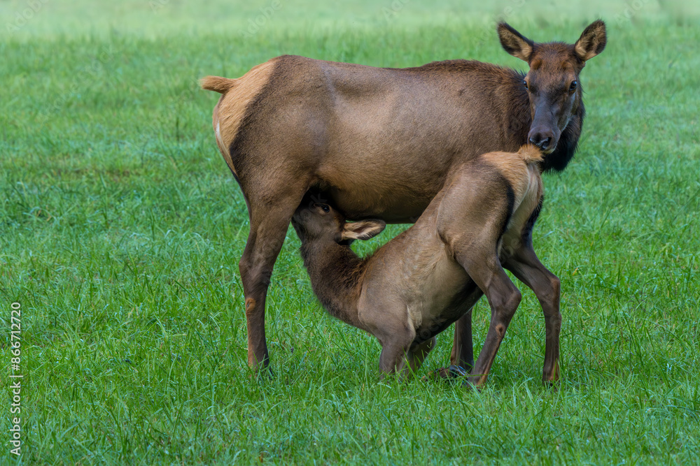 Elk calf feeding from mother cow Elk calf feeding from mother cow