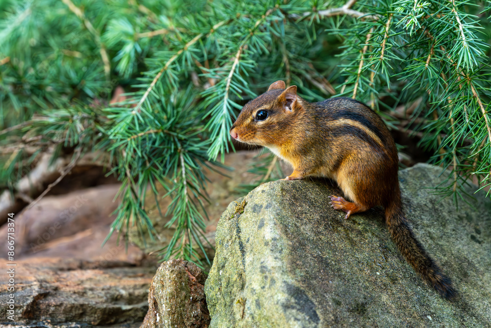 Chipmunk perched on a rock Chipmunk perched on a rock