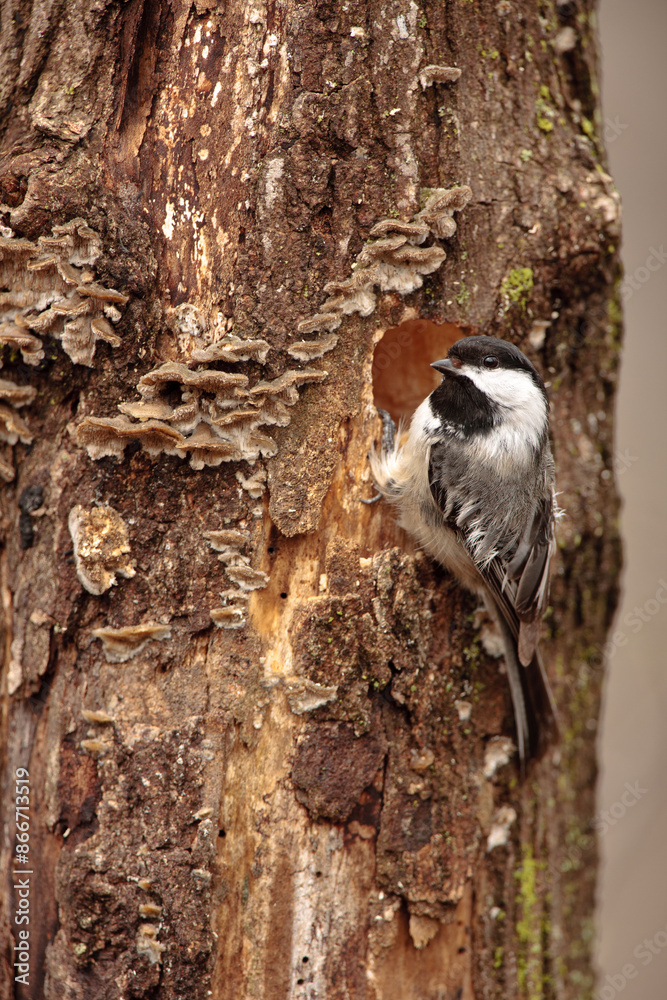 Black-capped chickadee alert, carving out its nest in the dead tree in early spring Black-capped chickadee alert, carving out its nest in the dead tree in early spring