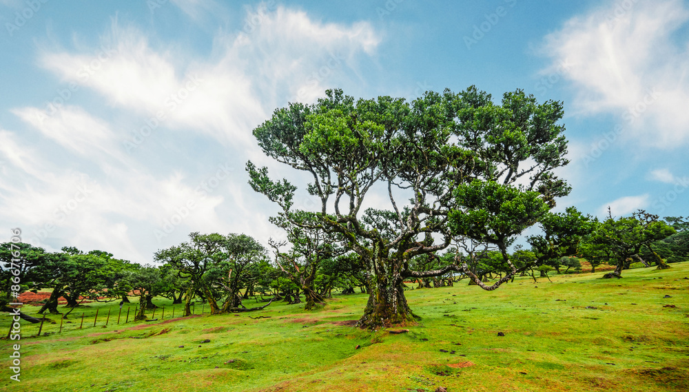 Obraz premium Fanal Forest. Misty forest in Fanal. Old laurel tree in laurel tree forest in madeira in Portugal