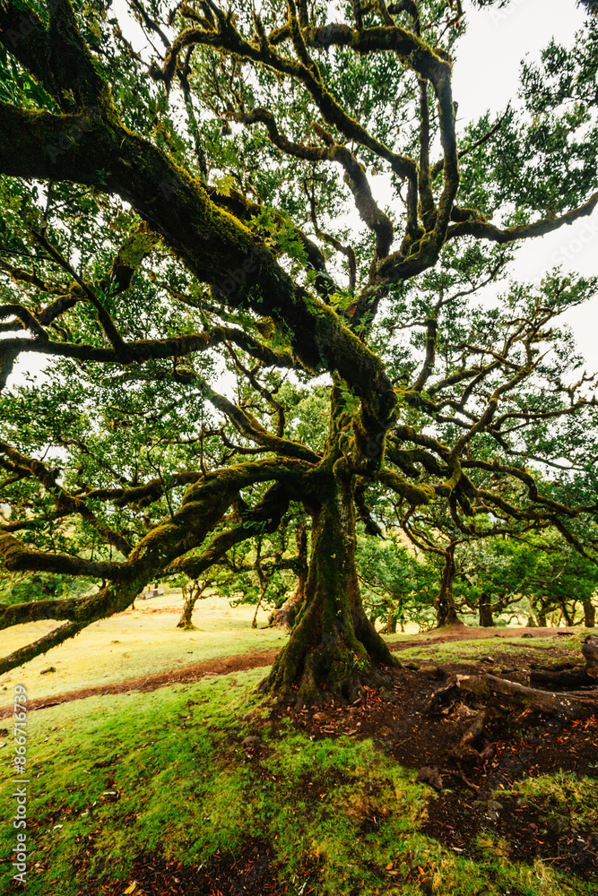 Fanal Forest. Misty forest in Fanal. Old laurel tree in laurel tree forest in madeira in Portugal Fanal Forest. Misty forest in Fanal. Old laurel tree in laurel tree forest in madeira in Portugal