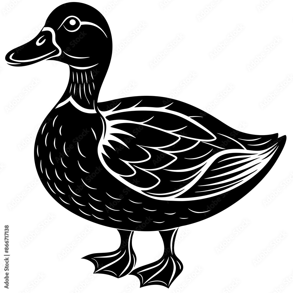 duck isolated on white background duck isolated on white background