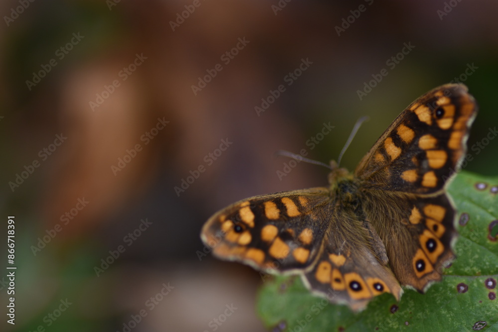 Speckled wood butterfly (Pararge aegeria Speckled wood butterfly (Pararge aegeria