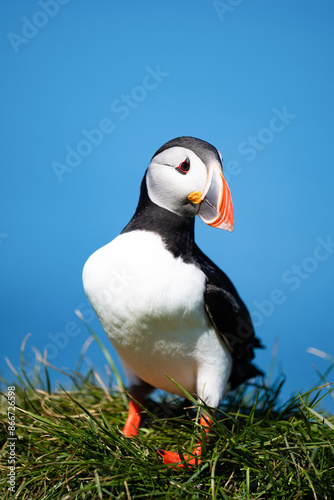 Obraz na płótnie Stunning view of a cute puffin, a sharply dressed black-and-white seabird with a huge, multicolored bill, the Atlantic Puffin is often called the clown of the sea. Borgarfjörður, Iceland. w salonie