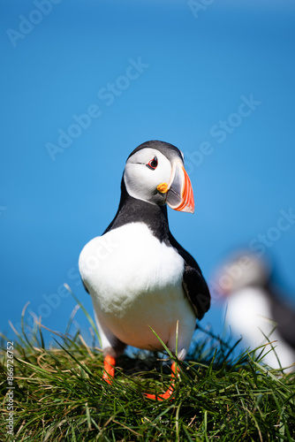 Obraz na płótnie Stunning view of a cute puffin, a sharply dressed black-and-white seabird with a huge, multicolored bill, the Atlantic Puffin is often called the clown of the sea. Borgarfjörður, Iceland. w salonie