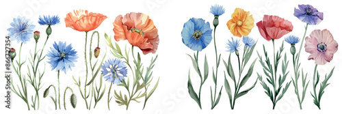 A set of watercolor illustrations showing meadow wildflowers with poppies, cornflowers, tansies, shepherd's purses, and wild herbs for feminine, botanical, romantic, organic, rustic, and boho