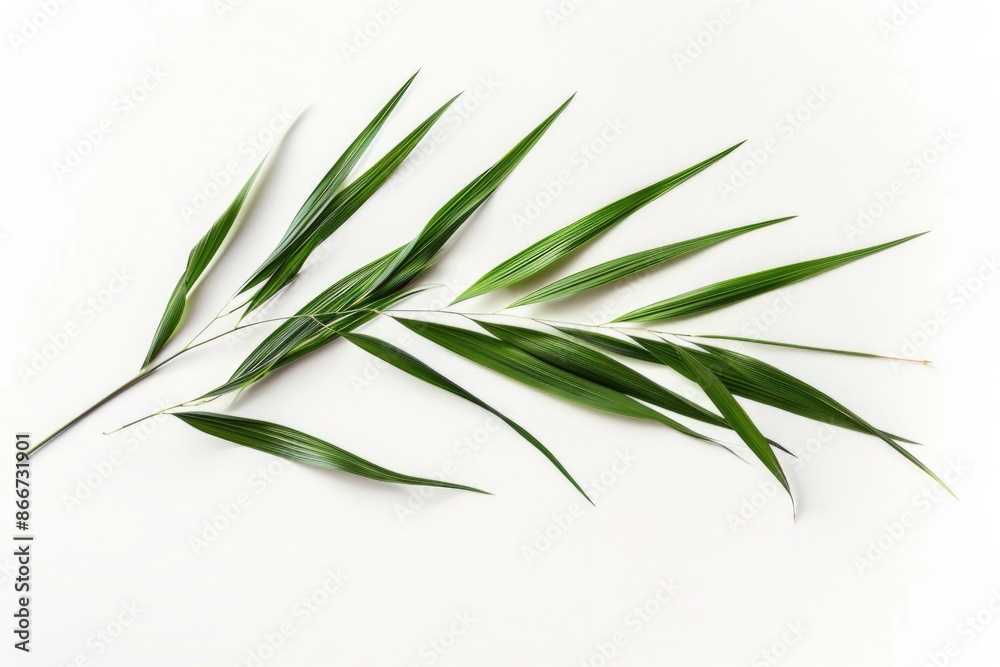 Fototapeta premium A detailed view of a single green leaf on a white background, ideal for use in botanical or nature-themed designs