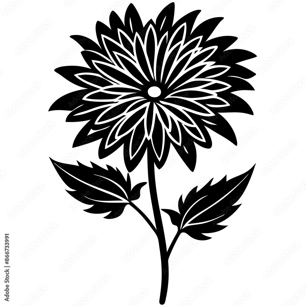 Aster vector illustration Aster vector illustration