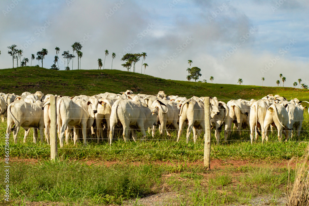 Um rebanho se alimentando em um pasto com capim fresco. Um rebanho se alimentando em um pasto com capim fresco.