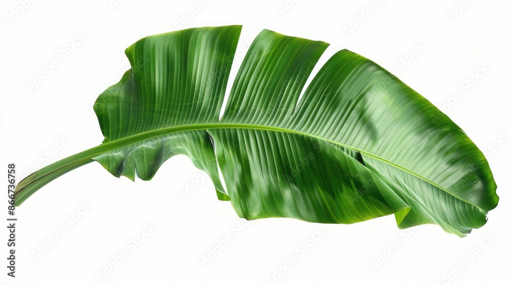 Fototapeta premium A close-up shot of a banana leaf on a white background, ideal for food or nature-themed designs