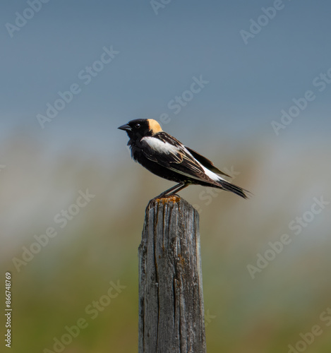 Bobolink on a fence post  photo