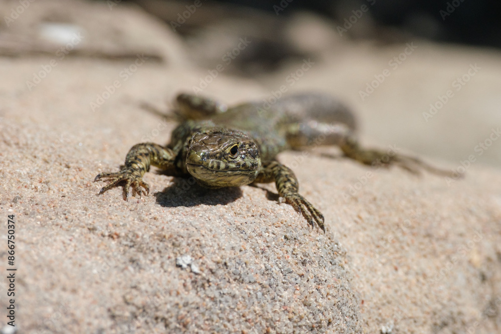 Common wall lizard (Podarcis muralis) reptile close-up outrood Common wall lizard (Podarcis muralis) reptile close-up outrood