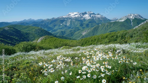 A beautiful mountain landscape with a field of white flowers. Generate AI image