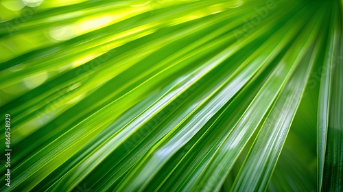 Abstract natural tropical plant background Selective focus