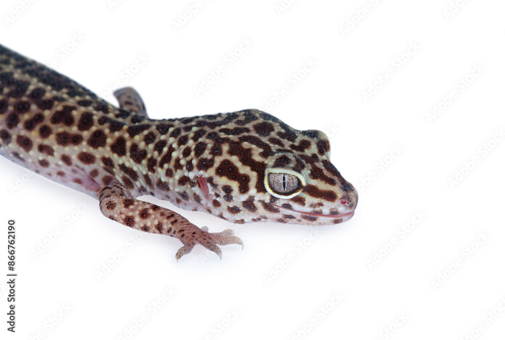 A small gecko in the terrarium on a white background. A small gecko in the terrarium on a white background.