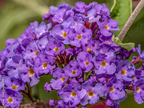 Royal Red or Buddleia Davidii flowers up close