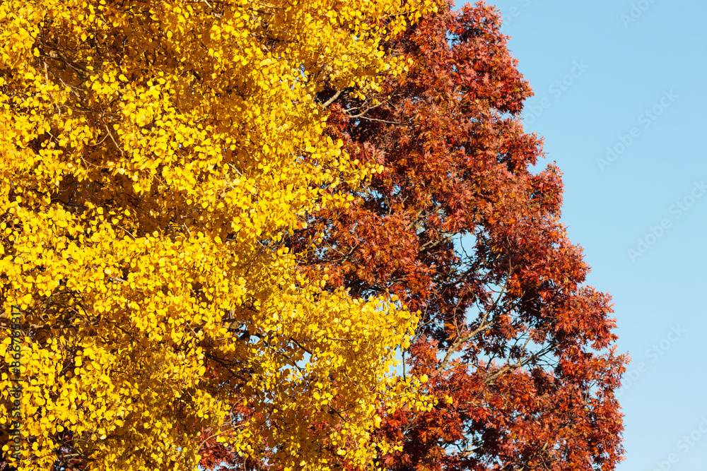 The brilliant yellow and gold autumn aspen leaves against the reddish brown oak leaves and the blue sky in late October within Pike Lake Unit, Kettle Moraine State Forest, Hartford, Wisconsin The brilliant yellow and gold autumn aspen leaves against the reddish brown oak leaves and the blue sky in late October within Pike Lake Unit, Kettle Moraine State Forest, Hartford, Wisconsin