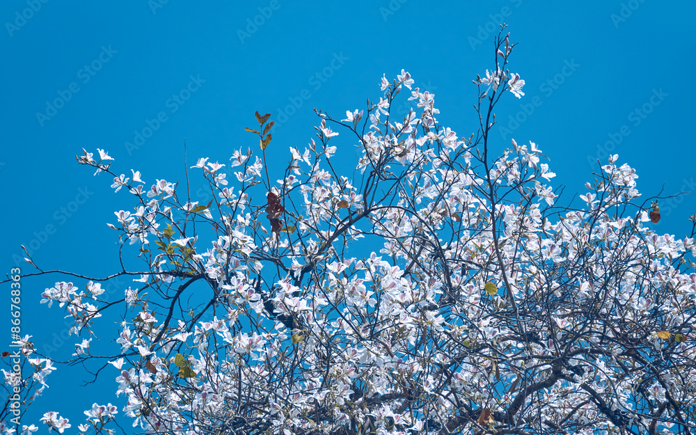 beautiful blossoms of white Bauhinia variegata (also known as white orchid tree) against background of serene blue sky. Photographed during spring season in Purulia, West Bengal. beautiful blossoms of white Bauhinia variegata (also known as white orchid tree) against background of serene blue sky. Photographed during spring season in Purulia, West Bengal.