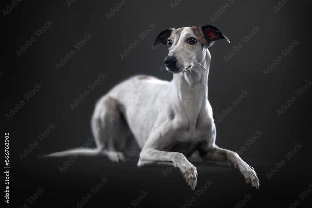 Jasny whippet chart angielski w studio na czarnym tle Jasny whippet chart angielski w studio na czarnym tle