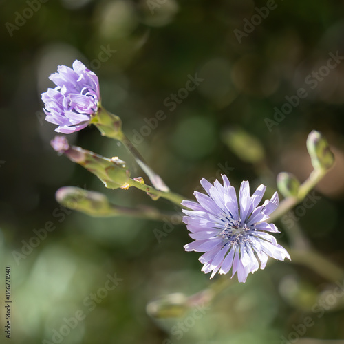 Tuberous Lettuce Flowers