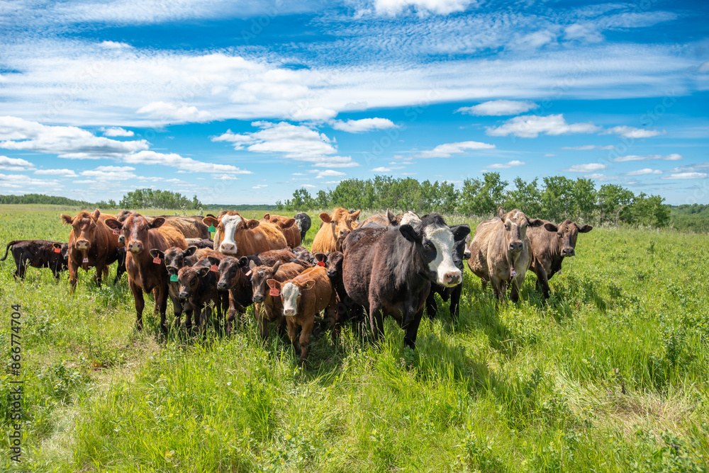 Herd of cattle in the pasture