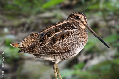 Slika na platnu The nocturnal Amami Woodcock Scolopax mira endemic to the Ryukyu Islands, a glob