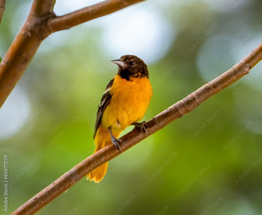 Baltimore oriole perched on tree branch Baltimore oriole perched on tree branch