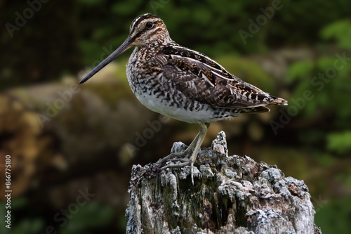 The nocturnal Amami Woodcock Scolopax mira endemic to the Ryukyu Islands, a globally vulnerable wader species, standing on the forest floor