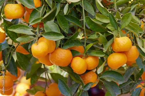 ripe tangerine on tree