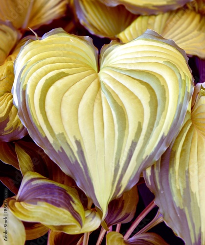 lovely heart  leaf in summer