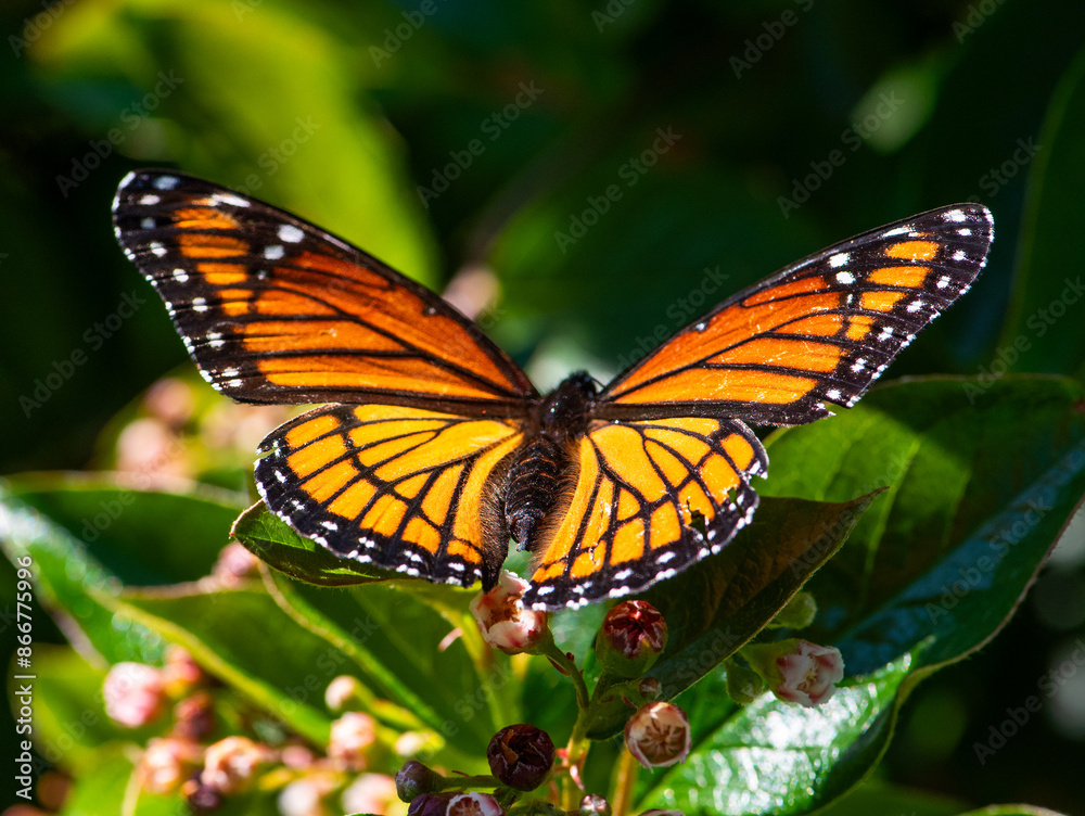 Fototapeta premium Monarch butterfly on flowering shrub