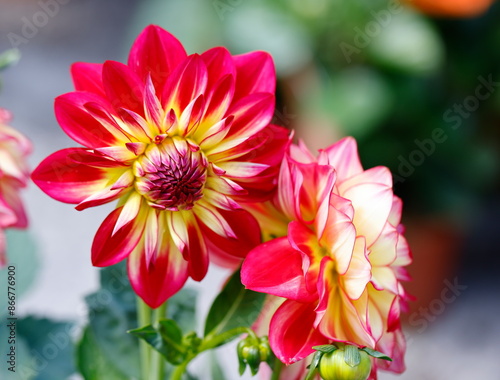 dahlia in the garden