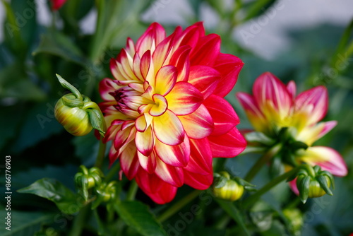 dahlia in the garden