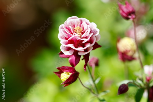 aquilegia flower in bloom in the garden